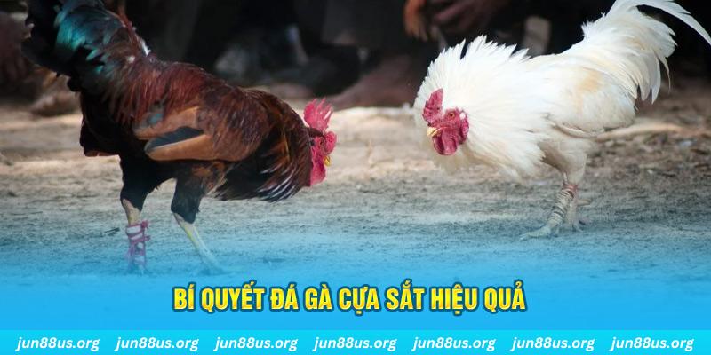 ee88 app đá gà cựa dao