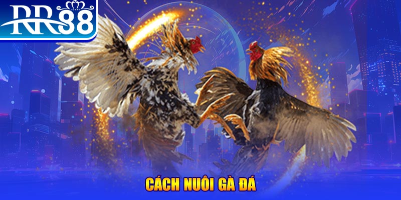 đăng nhập poker mới nhất