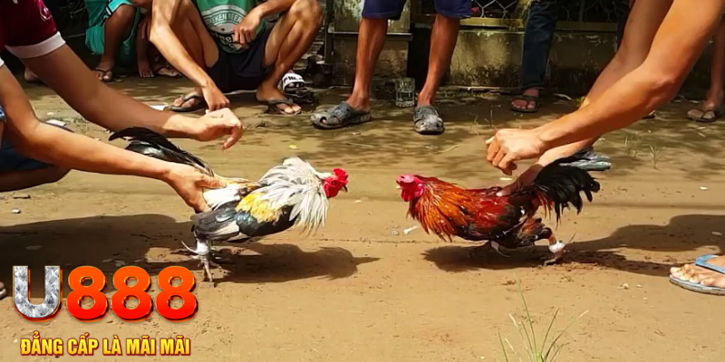 đá gà thomo trực tiếp hôm nay