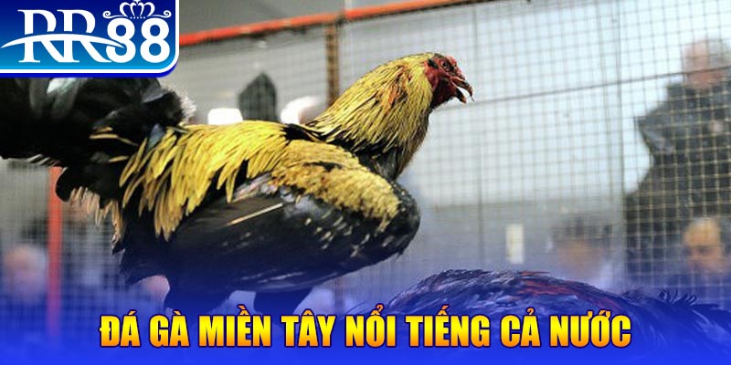 ee88 app gà chọi c1.com trực tiếp 888