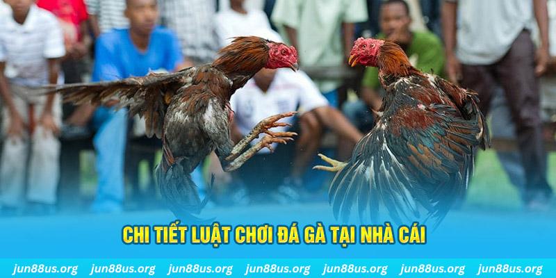 gà chọi c1 mới nhất
